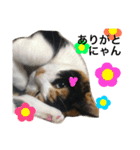三毛猫ハルちゃん③（個別スタンプ：9）