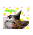 三毛猫ハルちゃん③（個別スタンプ：10）