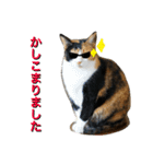 三毛猫ハルちゃん③（個別スタンプ：13）