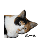 三毛猫ハルちゃん③（個別スタンプ：15）