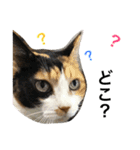 三毛猫ハルちゃん③（個別スタンプ：16）