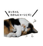 三毛猫ハルちゃん③（個別スタンプ：18）