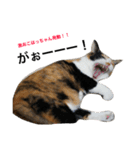 三毛猫ハルちゃん③（個別スタンプ：20）