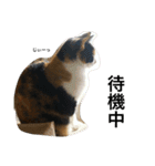 三毛猫ハルちゃん③（個別スタンプ：23）