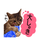 ネコのひなちゃん（個別スタンプ：4）