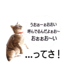 ネコのひなちゃん（個別スタンプ：7）