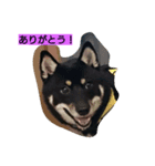黒柴犬 虎次郎(こじろう)の気持ち！（個別スタンプ：1）