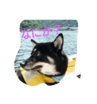 黒柴犬 虎次郎(こじろう)の気持ち！（個別スタンプ：2）