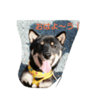 黒柴犬 虎次郎(こじろう)の気持ち！（個別スタンプ：3）