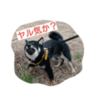 黒柴犬 虎次郎(こじろう)の気持ち！（個別スタンプ：7）