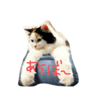 猫の天ぷらスタンプ♫（個別スタンプ：1）