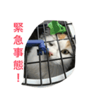 猫の天ぷらスタンプ♫（個別スタンプ：4）