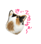 猫の天ぷらスタンプ♫（個別スタンプ：6）