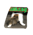 猫の天ぷらスタンプ♫（個別スタンプ：7）