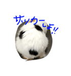 猫の天ぷらスタンプ♫（個別スタンプ：8）