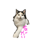 猫の天ぷらスタンプ♫（個別スタンプ：10）