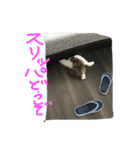 猫の天ぷらスタンプ♫（個別スタンプ：12）