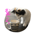 猫の天ぷらスタンプ♫（個別スタンプ：15）
