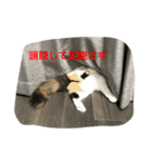 猫の天ぷらスタンプ♫（個別スタンプ：16）