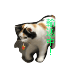 猫の天ぷらスタンプ♫（個別スタンプ：17）