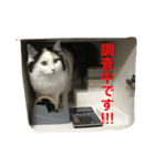 猫の天ぷらスタンプ♫（個別スタンプ：19）