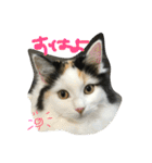 猫の天ぷらスタンプ♫（個別スタンプ：21）