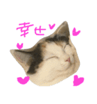 猫の天ぷらスタンプ♫（個別スタンプ：22）