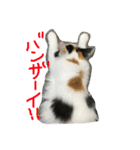 猫の天ぷらスタンプ♫（個別スタンプ：25）