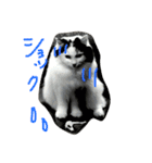猫の天ぷらスタンプ♫（個別スタンプ：26）