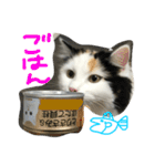 猫の天ぷらスタンプ♫（個別スタンプ：28）