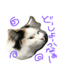 猫の天ぷらスタンプ♫（個別スタンプ：30）
