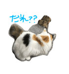 猫の天ぷらスタンプ♫（個別スタンプ：32）
