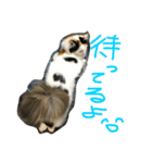 猫の天ぷらスタンプ♫（個別スタンプ：33）