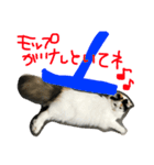 猫の天ぷらスタンプ♫（個別スタンプ：34）