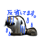 猫の天ぷらスタンプ♫（個別スタンプ：35）