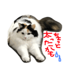 猫の天ぷらスタンプ♫（個別スタンプ：37）