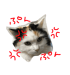 猫の天ぷらスタンプ♫（個別スタンプ：38）