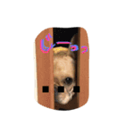 フレンチブルドッグマルのスタンプ（個別スタンプ：5）