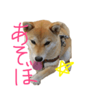 柴犬サクラ（個別スタンプ：4）