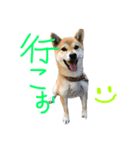 柴犬サクラ（個別スタンプ：5）