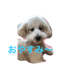 トイプードルのイアリくん第2弾です。（個別スタンプ：5）