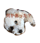 トイプードルのイアリくん第2弾です。（個別スタンプ：6）