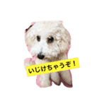 トイプードルのイアリくん第2弾です。（個別スタンプ：9）