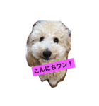 トイプードルのイアリくん第2弾です。（個別スタンプ：10）