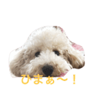 トイプードルのイアリくん第2弾です。（個別スタンプ：14）
