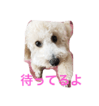 トイプードルのイアリくん第2弾です。（個別スタンプ：16）