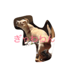 ぬくもる（個別スタンプ：20）