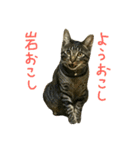 ニアと愉快なお友達（個別スタンプ：13）