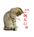 ニアと愉快なお友達（個別スタンプ：25）