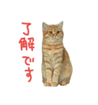 ニアと愉快なお友達（個別スタンプ：35）